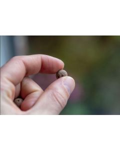 Green Balls mini-eco system