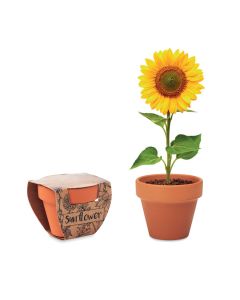 SUNFLOWER Terracotta Pot Sunflower