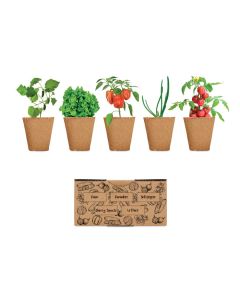 SALAD Salad growing kit