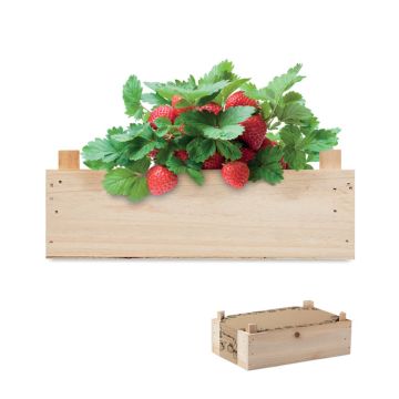 STRAWBERRY Growing Kit In Wooden Crate Wood - 1 Bounce Creative Designs